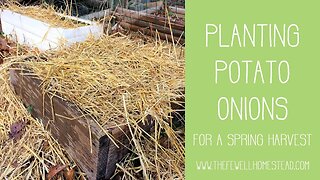 Planting Potato Onions for a Spring Harvest