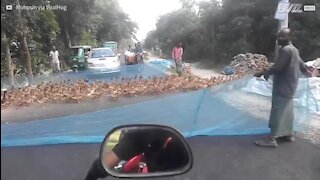 Patos invadem passadeira no Bangladesh