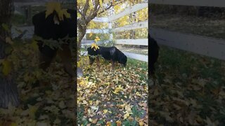 Rottweiler Enjoying A Autumn Day 😄 #rottweiler #shorts