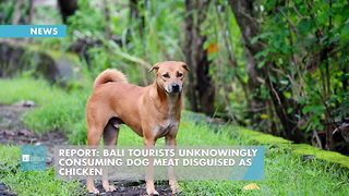 Report: Bali Tourists Unknowingly Consuming Dog Meat Disguised As Chicken