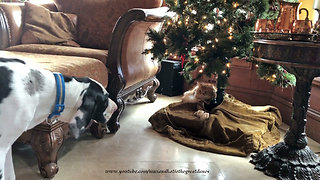 Cat guards Christmas tree from Great Dane puppy