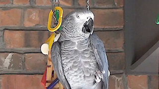 Sweet talking parrot has a great pick-up line