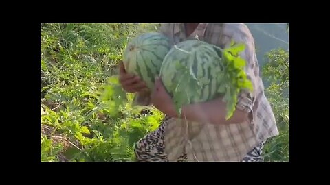 The Real Organic Watermelons That Planted On The Mountains Have The Best Tast #satisfying #planting