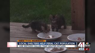 Local shelters work to help feral cat population