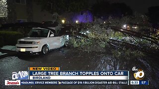 Tree falls onto parked car in Birdland area