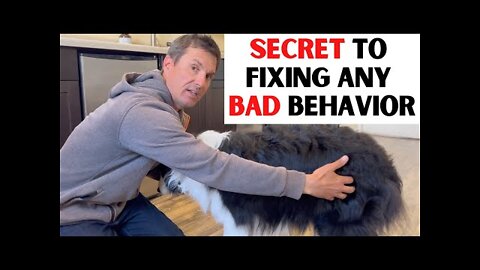 How you too can get results that only the best dog trainers can get.