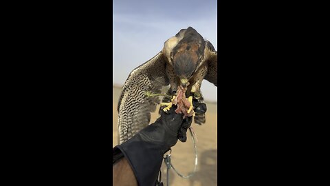 UAE falconry