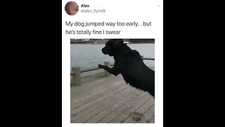 Dog jumps off too early 😂