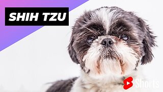 Shih Tzu 🐶 One Of The Smallest Dog Breeds In The World #shorts #shihitzu #dog