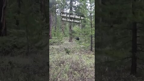 Perfect shot on this black bear! #bear #bearhunting #blackbear #wyoming #hunting #shortsvideo #shot