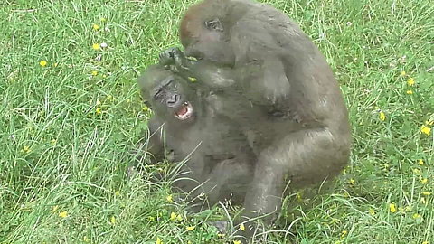 Gorilla brothers engage in heartwarming playtime