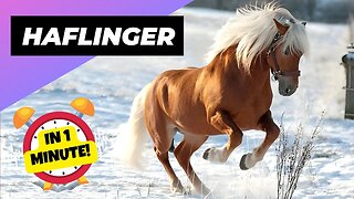 Haflinger - In 1 Minute! 🐴 One Of The Most Beautiful Horses In The World | 1 Minute Animals