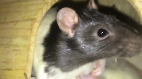 10 Weird Yet Totally Normal Behaviors (and More) from Pet Rats