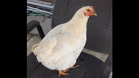 Rudy The Rooster Crows and has sex with a chicken