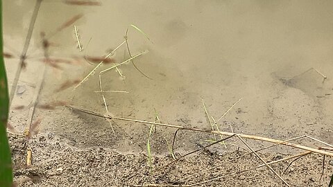 Minnows reproduced in the test pond!