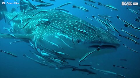 Tubarão-baleia, o gigante inofensivo do mar