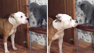 Ultra patient dog takes beating trying to befriend cat