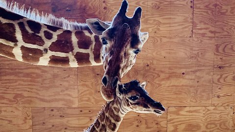 April The Giraffe Gives Birth To Fifth Calf