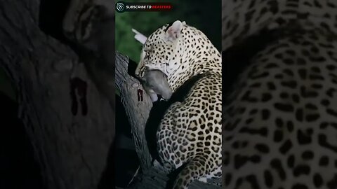 Leopard hunting a baby warthog climbing on tree