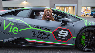 Hulk Goes Lamborghini Shopping | DOG DYNASTY