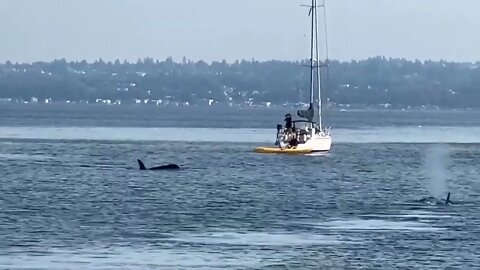 Orcas in Blakely Harbor - October 3, 2022-3