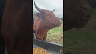 Cattle eating, full length #cow #cows #cattleranch #cattle #shorts