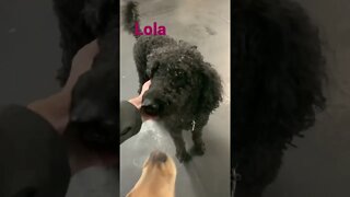 [Shorts 0174] LOLA [#dogs #doggos #doggos #puppies #dogdaycare]