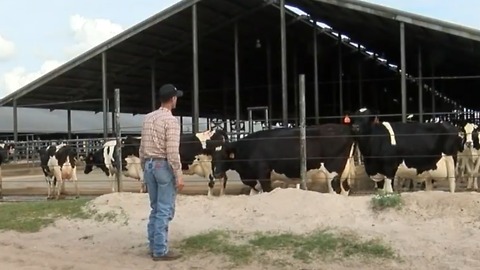 Alleged abuse at cows in Okeechobee County: Dairy farm placed on probationary status