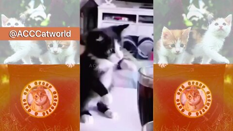 Funny Cats! 😹 When Trying to Grab Life By the Straw GOES WRONG 🥤😹 (#135) #Clips