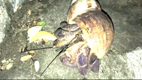 A Big Snail