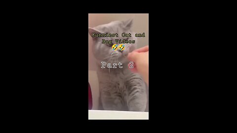 Funniest Cat and Dog Videos 🤣 Part 2