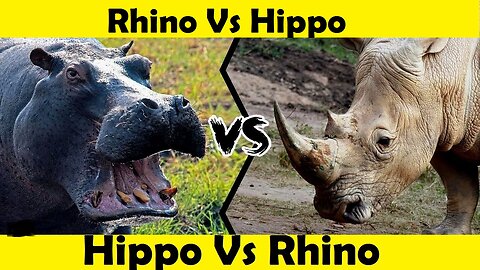 Hippo vs Rhino Fight. Rhino Attack by Hippo. (Tutorial Video)