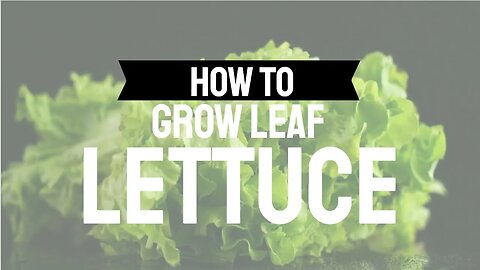 How to Grow Leaf Lettuce in the Springtime Vegetable Garden (perfect for early season harvest)