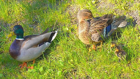 Mallard Duck Couple with the First Two Ducklings of the Year