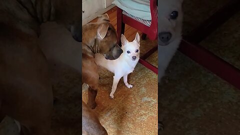 Bella The Pitbull Meets a New Friend #shorts #pitbulldog