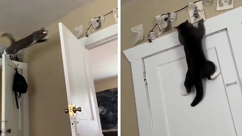 Funny cat jump to door | cat funny video