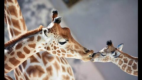 Panning With Walking Giraffe