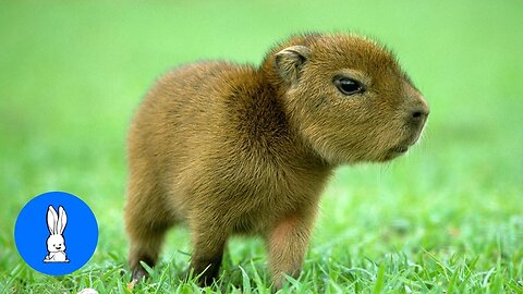 Baby Capybara Playing - CUTEST Compilation