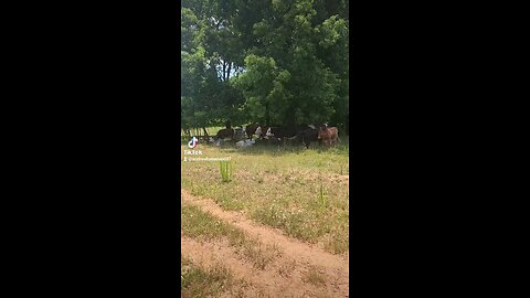 Cows and calves in the shade.