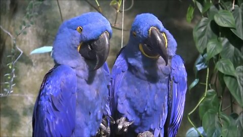 8 Most Beautiful Macaws on Planet Earth