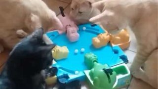 Curious cats try to play Hungry Hungry Hippos