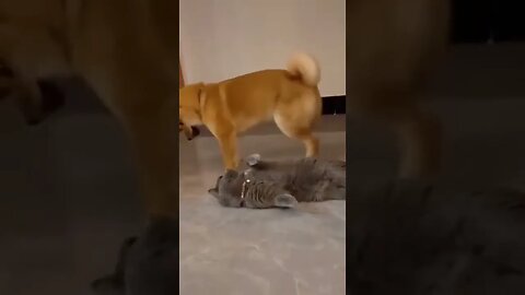 Dog sits on Cat