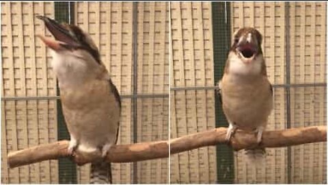 O pássaro com o riso mais assustador de sempre!