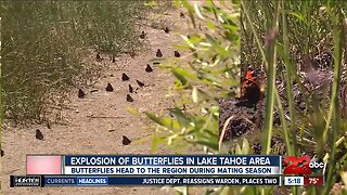 Check This Out: Explosion of butterflies in Lake Tahoe area