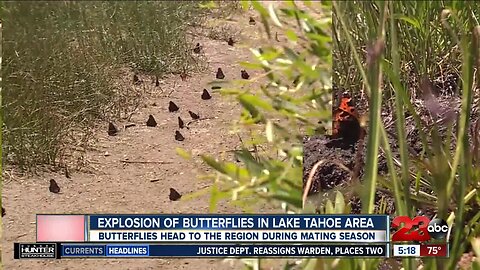 Check This Out: Explosion of butterflies in Lake Tahoe area