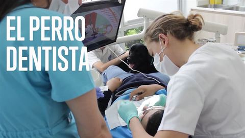 El perro dentista que ayuda a niños con autismo