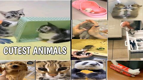 Cute Moment of The Animals - Cute Baby Animals Videos