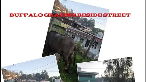 Buffalo grazing beside street,#shorts,#animal,#buffalo,#ytshorts,#youtubevideo,#animallover