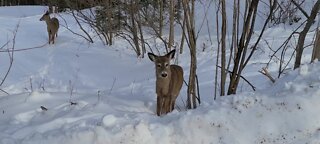 Deer walking through the snow