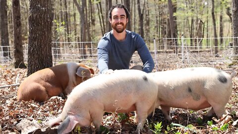 Pigs are the New Chickens. Why YOU Should Raise Pigs.